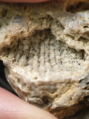 G3 Solitary Rugose Coral 