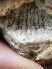 G3 Solitary Rugose Coral 