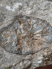 RR12 Solitary Rugose Coral 