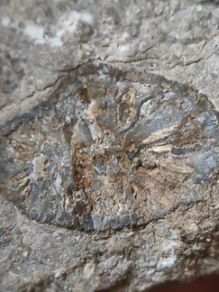 RR12 Solitary Rugose Coral 