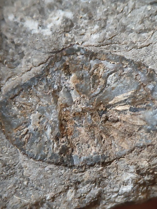 RR12 Solitary Rugose Coral 