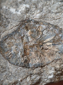 RR12 Solitary Rugose Coral 