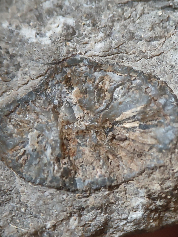 RR12 Solitary Rugose Coral 