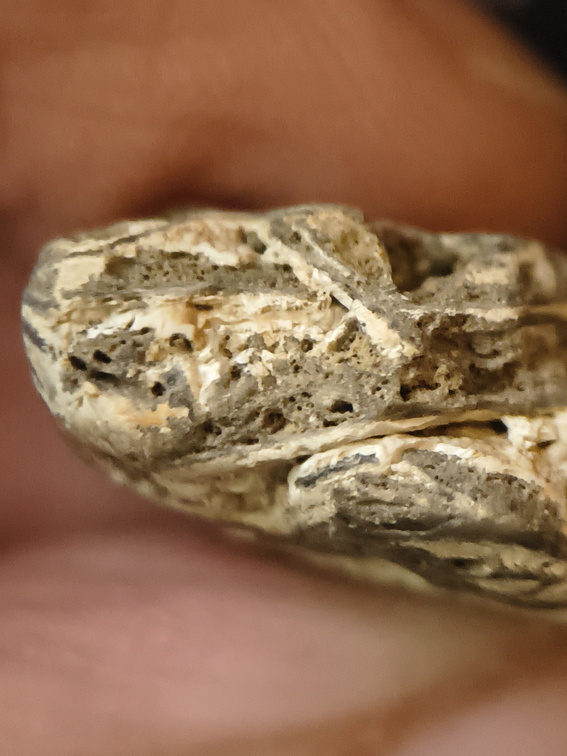 LE57 Lithified Brachiopod Shell Pieces