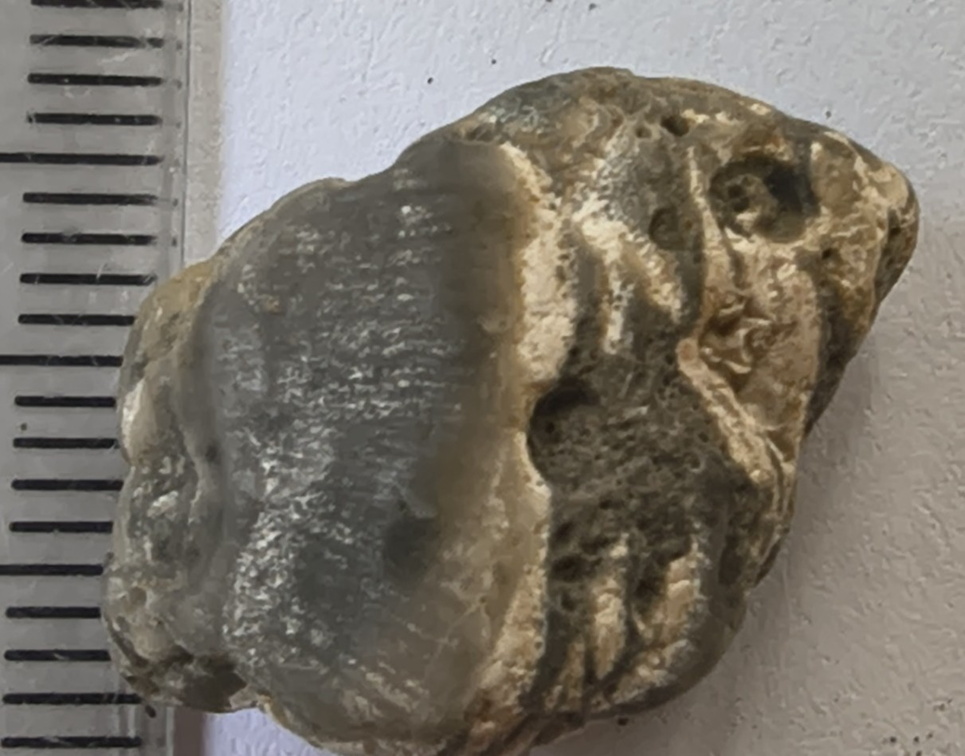 LE57 Lithified Brachiopod Shell Pieces