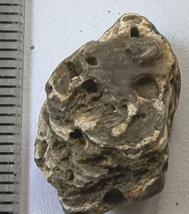 LE57 Lithified Brachiopod Shell Pieces