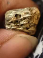 LE57 Lithified Brachiopod Shell Pieces