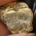 LE57 Lithified Brachiopod Shell Pieces