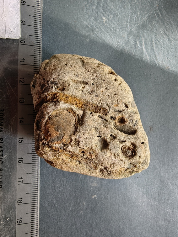 RR6 Fossiliferous Rock (Indet.) – cf. Crinoids