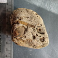 RR6 Fossiliferous Rock (Indet.) – cf. Crinoids