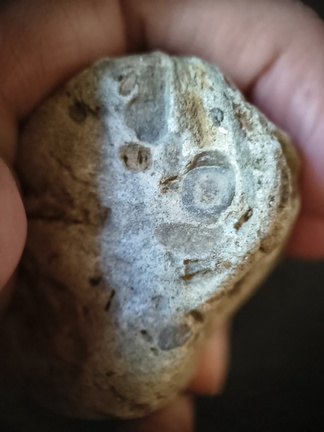 RR6 Fossiliferous Rock (Indet.) – cf. Crinoids