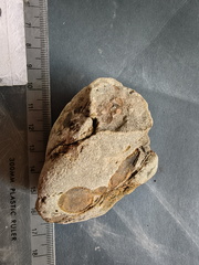 RR6 Fossiliferous Rock (Indet.) – cf. Crinoids