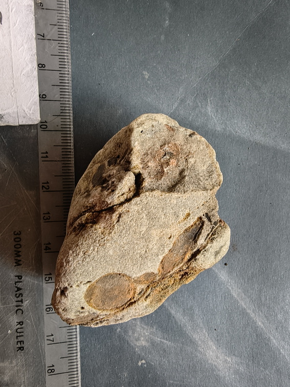 RR6 Fossiliferous Rock (Indet.) – cf. Crinoids