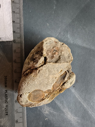 RR6 Fossiliferous Rock (Indet.) – cf. Crinoids