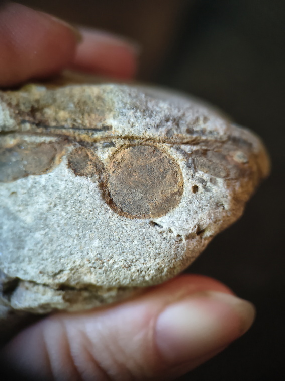 RR6 Fossiliferous Rock (Indet.) – cf. Crinoids