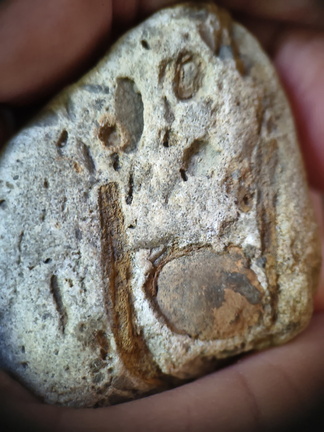 RR6 Fossiliferous Rock (Indet.) – cf. Crinoids