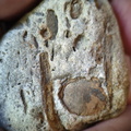 RR6 Fossiliferous Rock (Indet.) – cf. Crinoids