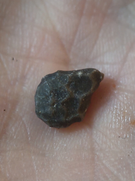 LE65 Coral Fragment cf. Favosites