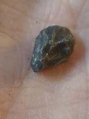 LE65 Coral Fragment cf. Favosites