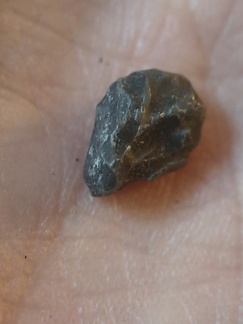 LE65 Coral Fragment cf. Favosites