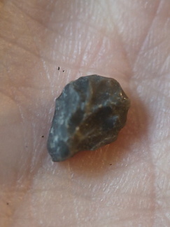 LE65 Coral Fragment cf. Favosites