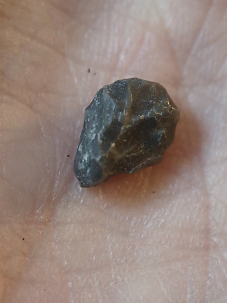 LE65 Coral Fragment cf. Favosites