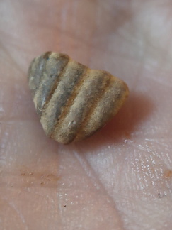 LE66 Brachiopod Piece