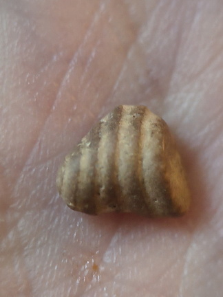 LE66 Brachiopod Piece