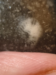 LE64 Solitary Rugose Coral 