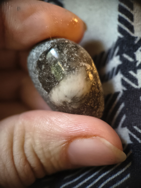 LE64 Solitary Rugose Coral 