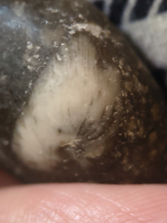 LE64 Solitary Rugose Coral 