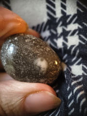 LE64 Solitary Rugose Coral 