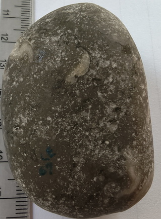 LE67 Worn Brachiopod Sections in Matrix 