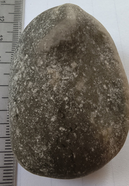 LE67 Worn Brachiopod Sections in Matrix 