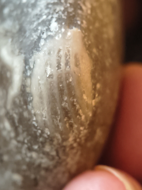 LE67 Worn Brachiopod Sections in Matrix 