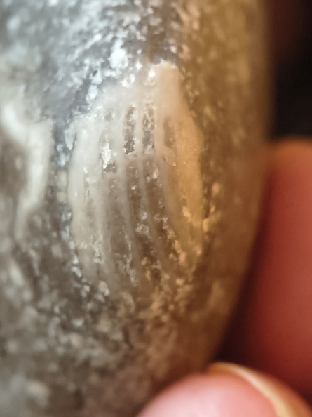 LE67 Worn Brachiopod Sections in Matrix 