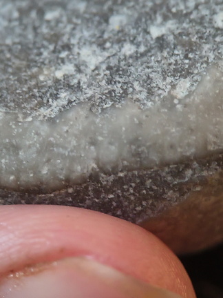 LE67 Worn Brachiopod Sections in Matrix 