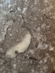 LE67 Worn Brachiopod Sections in Matrix 