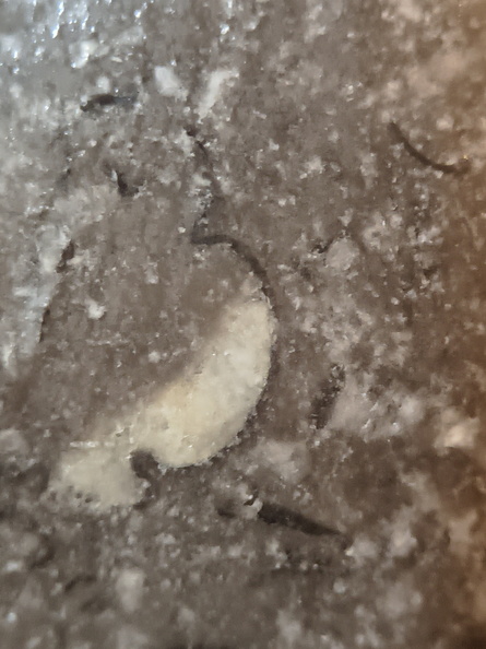 LE67 Worn Brachiopod Sections in Matrix 