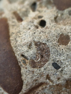 RR8 Fossiliferous Conglomerate with Crinoid, Brachiopod, and Goniatite(cf) Impressions