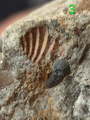 RR8 Fossiliferous Conglomerate with Crinoid, Brachiopod, and Goniatite(cf) Impressions