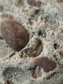 RR8 Fossiliferous Conglomerate with Crinoid, Brachiopod, and Goniatite(cf) Impressions