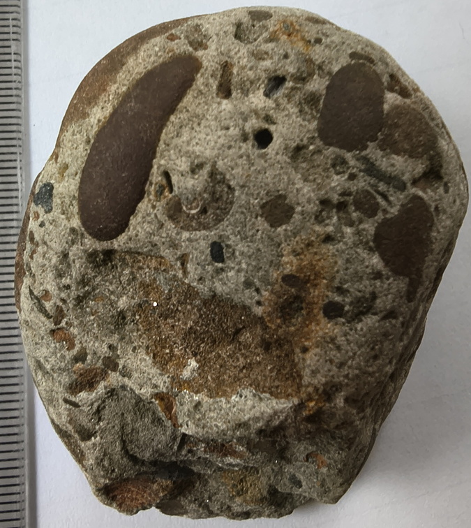 RR8 Fossiliferous Conglomerate with Crinoid, Brachiopod, and Goniatite(cf) Impressions