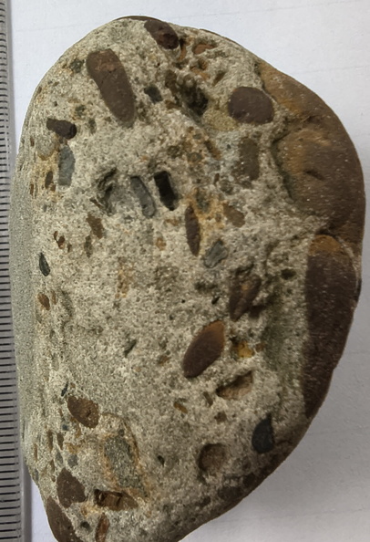 RR8 Fossiliferous Conglomerate with Crinoid, Brachiopod, and Goniatite(cf) Impressions