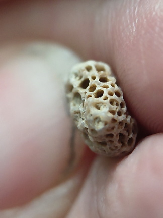 LE42 Colonial Tabulate Coral cf. Favosites sp.  