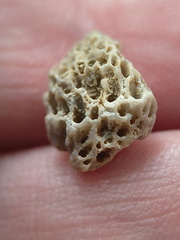 LE42 Colonial Tabulate Coral cf. Favosites sp.  