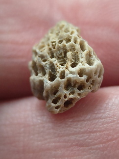 LE42 Colonial Tabulate Coral cf. Favosites sp.  