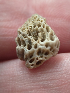 LE42 Colonial Tabulate Coral cf. Favosites sp.  