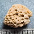 LE42 Colonial Tabulate Coral cf. Favosites sp.  