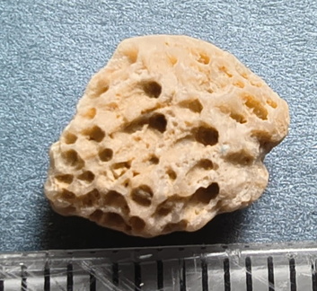 LE42 Colonial Tabulate Coral cf. Favosites sp.  